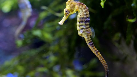 Longsnout seahorse (Hippocampus reidi) or slender seahorse - sea horse, small marine fish in the family Syngnathidae.