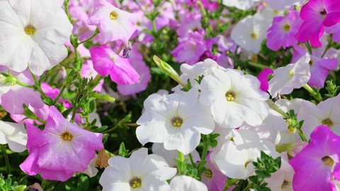 Petunias flowers pink, purple, white, blooming in the garden. Petunia hybrida surfinia flowers in summer. Selective focus