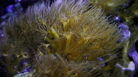 colony of Parazoanthus gracilis, yellow crust sea anemone polyps move in water current and hunt for food, healthy and active animals in nano reef marine aquarium, top view