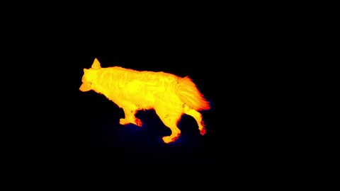 A red Dog runs on a black surface, thermography. Super slow motion
