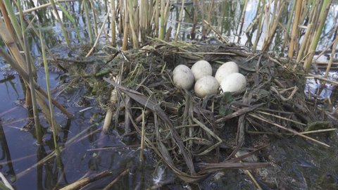 Bird's Nest Guide. Nidology. Slavonian grebe (Podiceps auritus) floating nest in reed beds of southern eutrophic lake with abundance of common reed (Phragmites australis) among gull colony