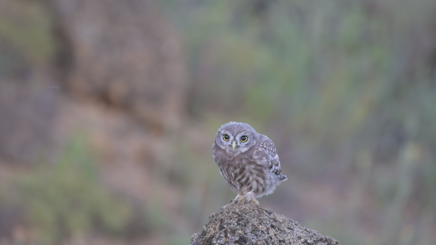 Little owl Athene noctua, standing on a stone, and flies away. Close up. Sounds of nature. Royalty-Free Stock Footage #1084173973