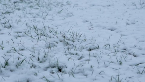 the first snow on the grass,the first snow fell on the grass