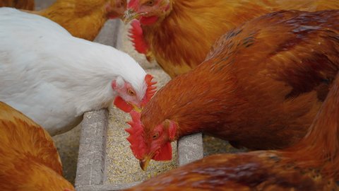 Chickens eating grains on range farm. Chicken in Farm Organic. Authentic close up shot of hens are eating cereals.