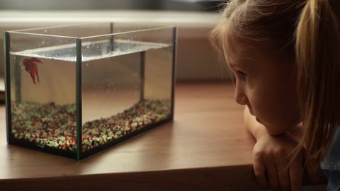 Close-up of adorable little girl watching and playing with gold fish in aquarium at home sitting at table by window. Tracking shot of curious kid playing with aquarium fish. Shooting in slow motion.