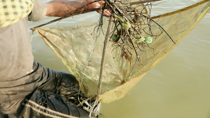 Close-up on prawn fisherman baiting net and pushing it deeper into a river 