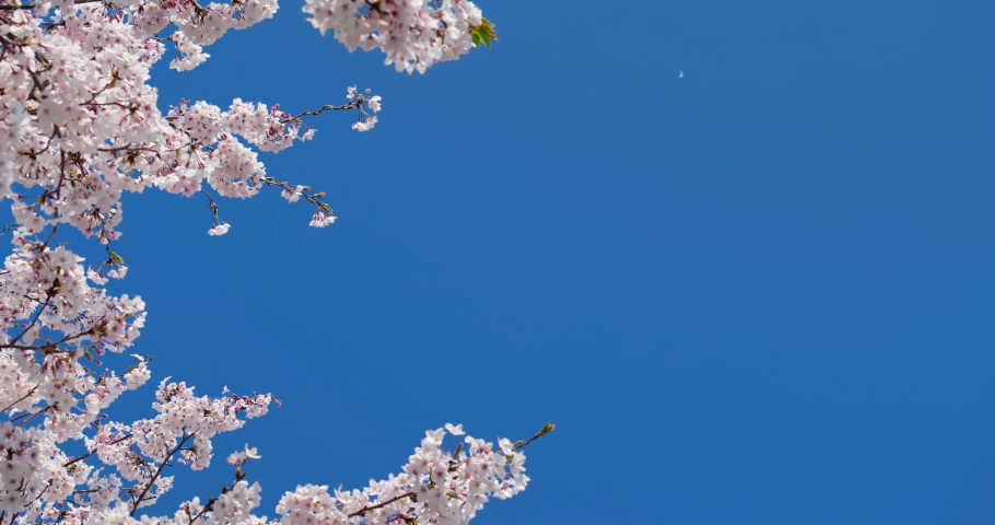 Cherry blossoms are fluttering in the soft breeze. | Shutterstock HD Video #1084183960