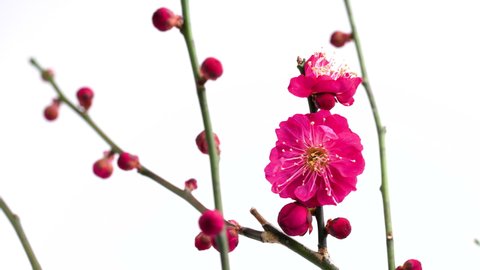 Video of a red plum blossom slowly turning on a white background.