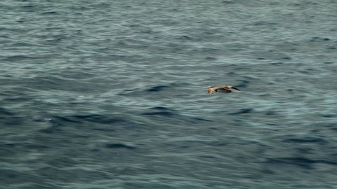 Brown Boobie flying low over tropical water in Hawaii with land in the background.