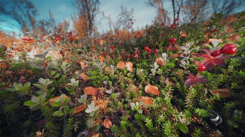 Close-up ground-level shot of the bright autumn shrubbery with red berries in the autumn tundra.