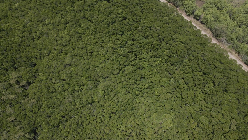 Forested Landscape And Wetland At Trinity Forest Reserve In Trinity Near Cairns, North Queensland On A Sunny Day. aerial top-down
