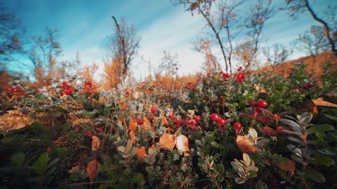 Close-up ground-level shot of the bright autumn shrubbery in the autumn tundra.