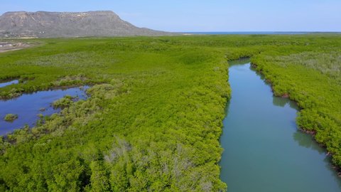 Aerial forward over huge and verdant mangrove forest at Monte Cristi, Dominican Republic