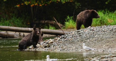 Grizzly bear cubs feeding on Salmon, Great bear Rainforest, Canada