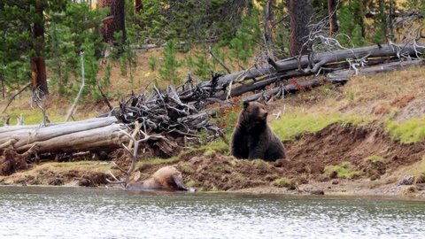 A large Grizzly Bear has killed an elk and is burying it on the edge of the Yellowstone River in Yellowstone National Park in Wyoming