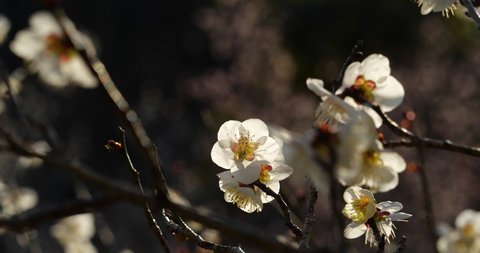 Tilt-up video of White plum blossoms.
This flower is called "UME" or “UME blossom" in Japanese.