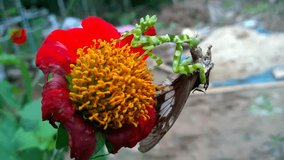 the green striped grasshopper is eating close-up, of the carcass has butterfly perched on a chrysanthemum, with poultry video shooting blur background scene focus concept.