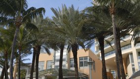 6k Miami Beach palm trees and condo buildings