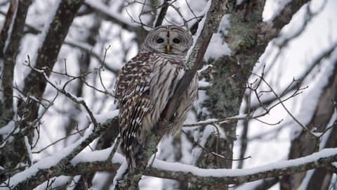 Barred Owl looks around and takes flight. Winter in Ontario, Canada.