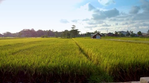 Established Aerial Shot of Scenic Flight Over the Rice Field in Sunset, Yogyakarta Indonesia, Asia