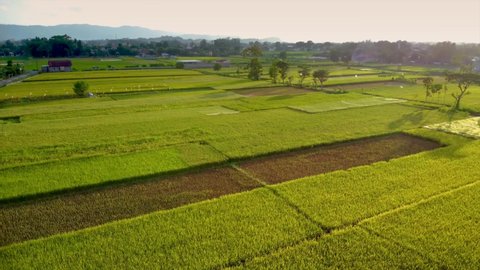 Established Aerial Shot of Scenic Flight Over the Rice Field in Sunset, Yogyakarta Indonesia, Asia