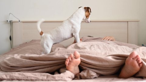 Dog jack russell terrier jumps on the bed and licks the sleeping owner.