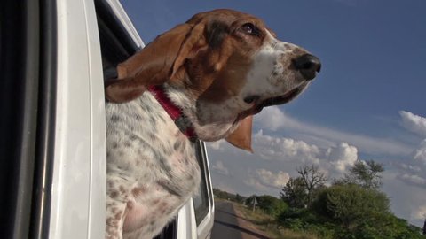 Funny animal.Slow motion of Basset hound with flapping ears enjoying a car ride