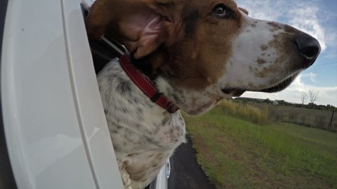 Funny animal. Basset hound with flapping ears enjoying a ride in a car