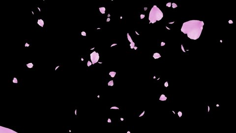 pink cherry petals realistic falling blossoms Stock Footage Video (100% ...