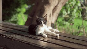A black and white cat rest on a wooden bench. street black cat basking in the sun on bench.