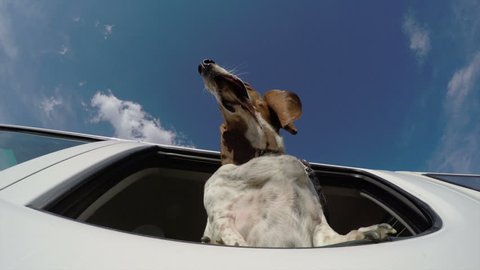 Funny animal.Underneath view of basset hound with head out of car window