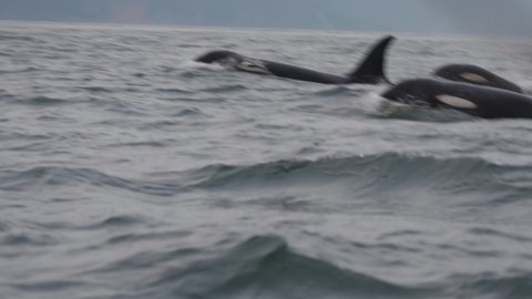 Beautiful family of killer whales near the Pacific Ocean coast of Kamchatka Peninsula