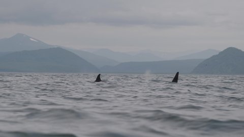 Beautiful family of killer whales near the Pacific Ocean coast of Kamchatka Peninsula