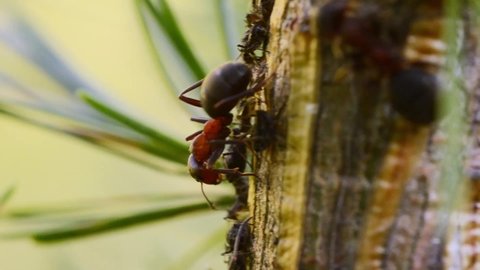 Ant eat honeydew from Aphid, symbiosis