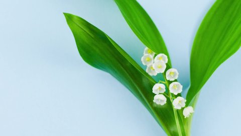 bouquet of fragrant juicy flowers of lilies of the valley in a bouquet with green leaves lying on a pastel blue background, close-up, slow motion. Spring holidays concept