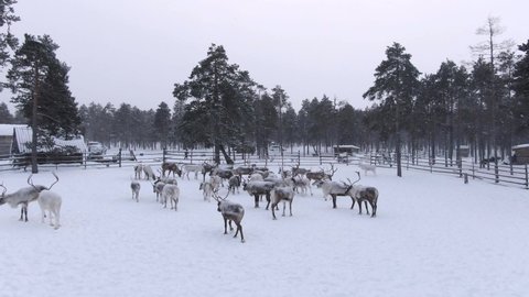 Reindeer land at the Khanty camp in the taiga forests