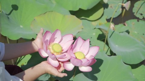 Quang Nam Province, Viet Nam - Close-up of hands holding two beautiful blooming lotuses in a lotus field