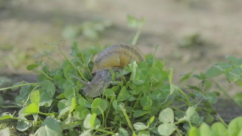 Snails in the grass. Growing snails. Snail in the garden. Snail in natural habitat. Snail farm.