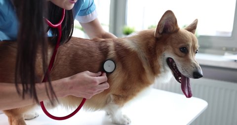 Woman veterinarian listens to dog lungs with stethoscope in veterinary clinic
