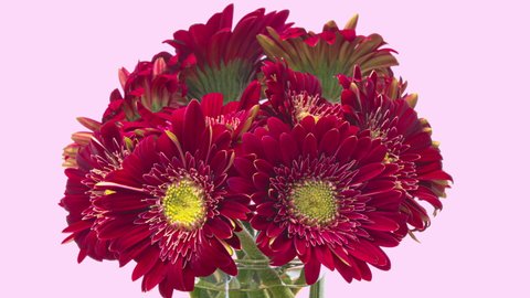 Rotating bouquet of red gerberas on light background. Valentines Day, Mothers Day concept. Holiday, love, birthday design backdrop