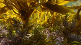 Underwater kelp forest in shallow water in the Atlantic ocean (algae seaweeds Furbellows, Saccorhiza polyschides), Spain, Galicia