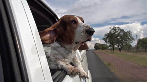 Funny animal. Basset hound with flapping ears enjoying a car ride