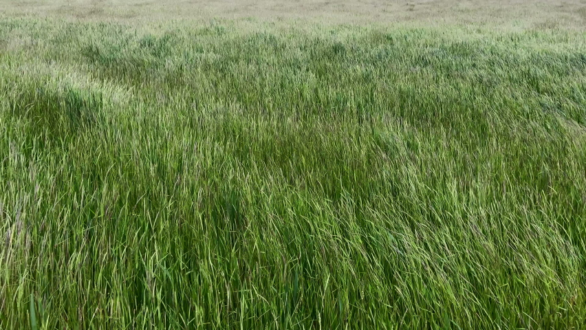 a green grass on a windy day Royalty-Free Stock Footage #1084201429