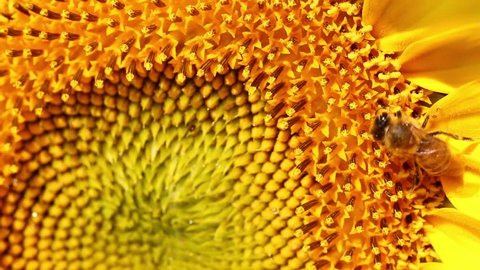 Bee Collects Pollen In The Sunflower.Close up.