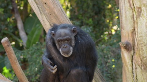 Common chimpanzee crawling and gesturing in a tree - Pan troglodytes