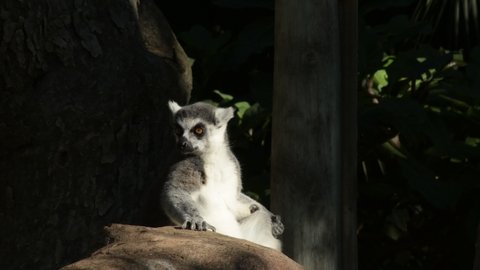 Ringtail lemur looking and sunbathing in a zoo park - Lemur catta