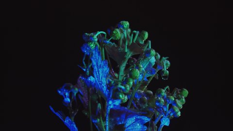 Neon Plant Dying on Transparent Background