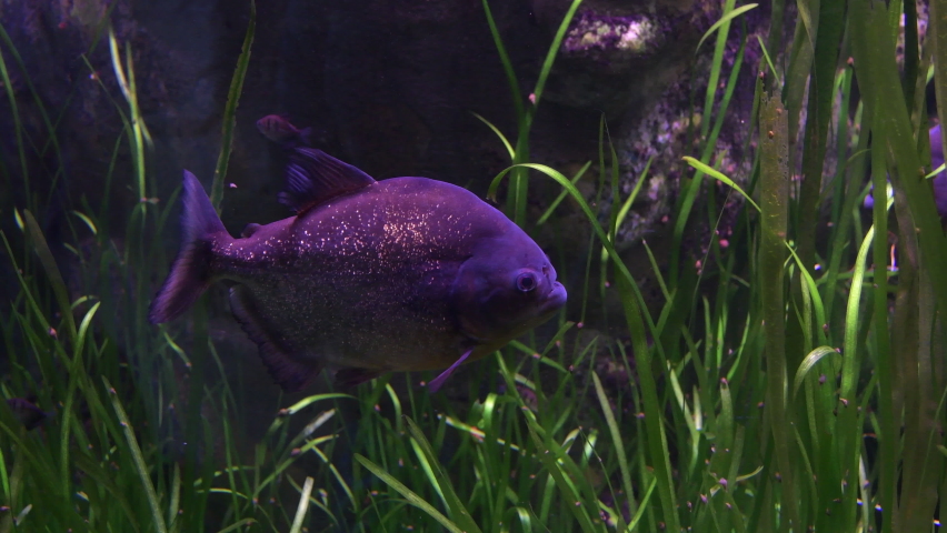Red bellied piranha fish in a aquario