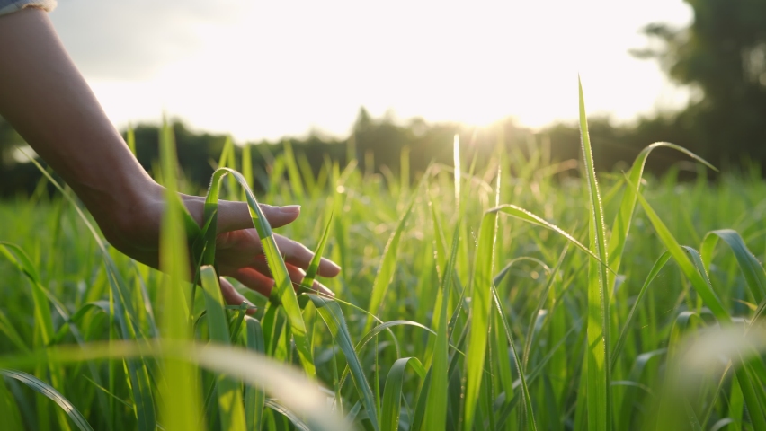 Female hand gently touches through the high grass field area against beautiful warm morning light, feel the nature in slow motion, earth day, sustainable natural resource, agricultural activity | Shutterstock HD Video #1084204162