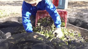 Olive harvest: Farmer with work clothes in the ground putting olives in a box during a sunny day in the countryside.